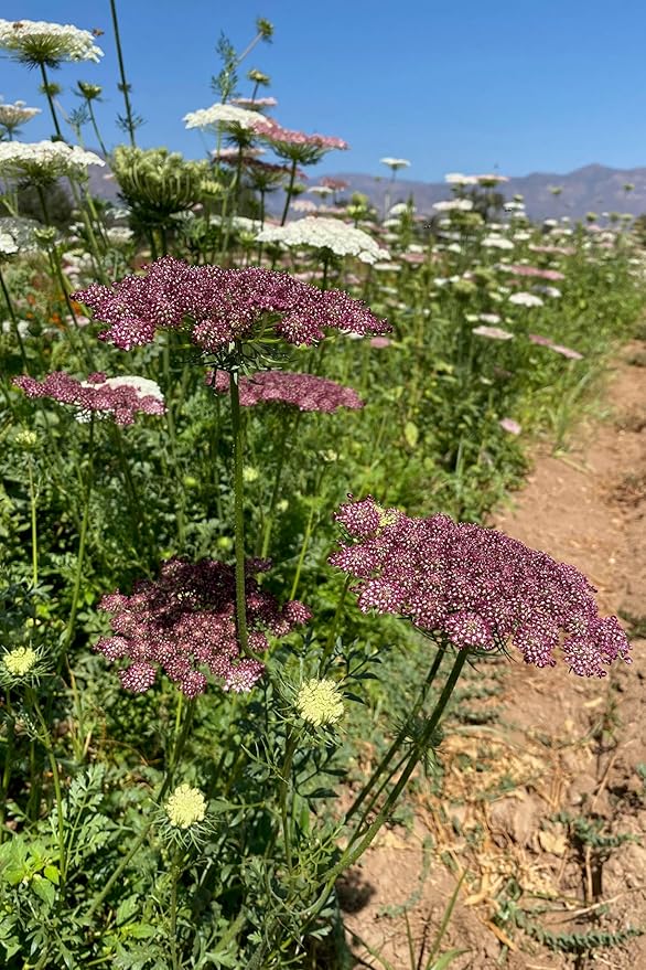 Plant Good Seed Organic Dara Queen Anne's Lace Flower Seeds for Planting: Heirloom Ammi, Red, Pink and White Blossoms - 200 Seed Packet