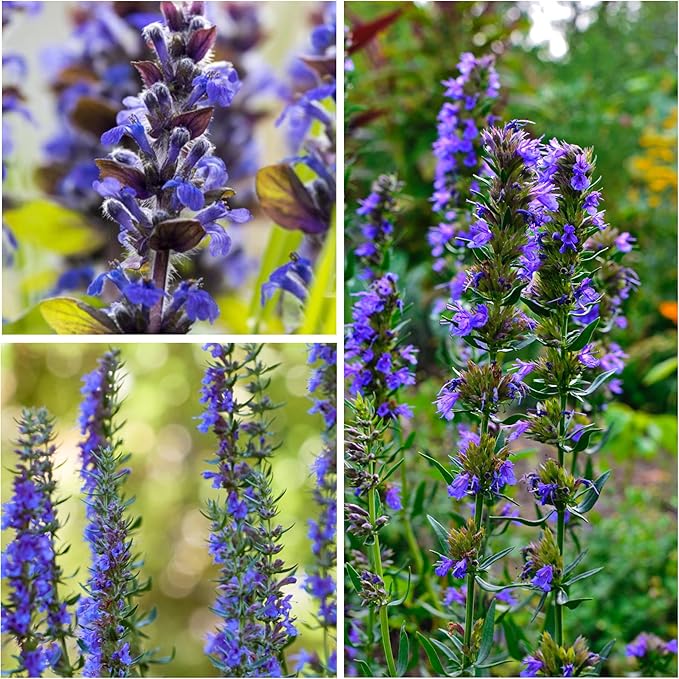 Seed Needs Hyssop Seeds for Planting Blue Hyssop Herbs - Non-GMO Heirloom & Untreated Hyssopus officinalis Seed to Plant an Indoor/Outdoor Medicinal Herb Garden (1 Pack)