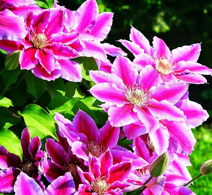 50 Pcs Climbing Clematis Vine Seeds for Planting Purple Red Pink Mix Colors Clematis Plants - Large Blooms Perennial Flowers Vines Seeds to Plant Outdoors