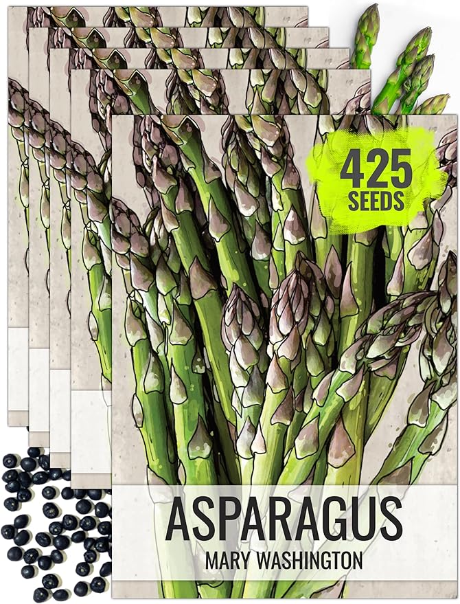 Seed Needs Asparagus Seeds for Planting Mary Washington Asparagus - Non-GMO Heirloom & Untreated Perennial Veggie Seed to Plant an Outdoor Home Grown Garden (5 Packs)
