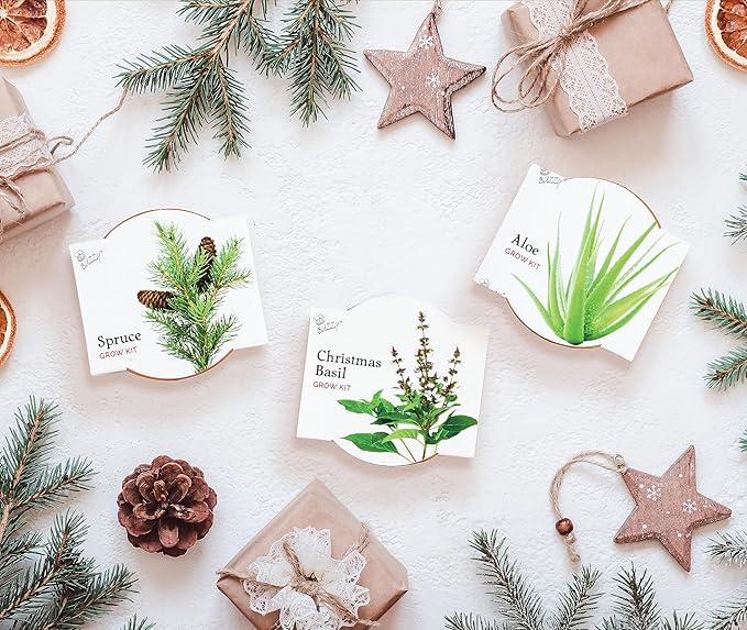 BUZZY Seeds Radiant Collection 12-Pack – All-in-One Mini Terracotta Seed Starter Kit for Herbs, Succulents, and Trees, Includes Aloe, Christmas Basil, and Spruce Seeds, Perfect Gardening Gift