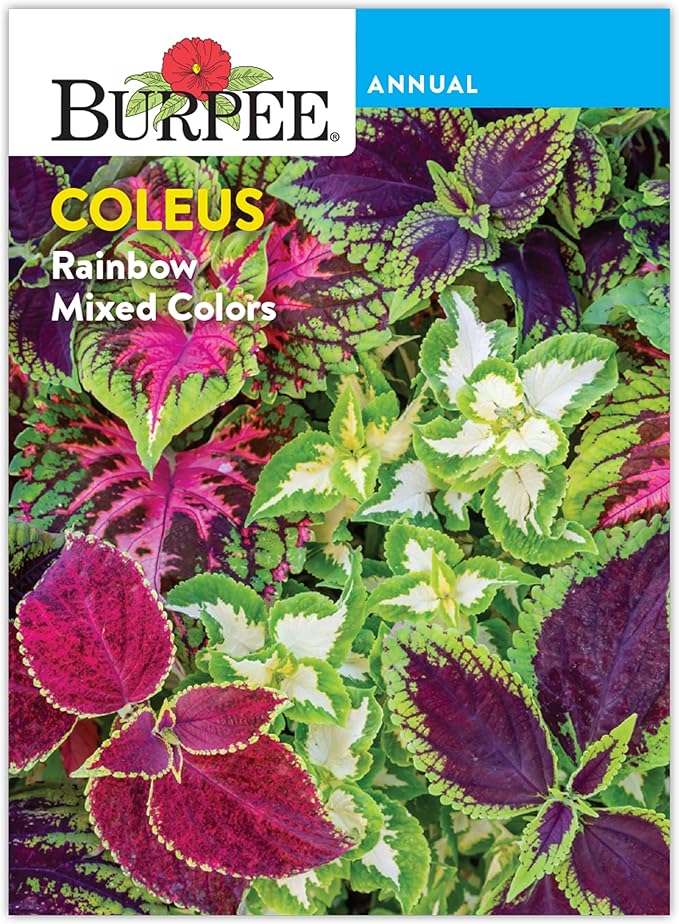 Burpee Coleus Seeds, Rainbow Mixed Colors - Vibrant Foliage for Shade Gardens