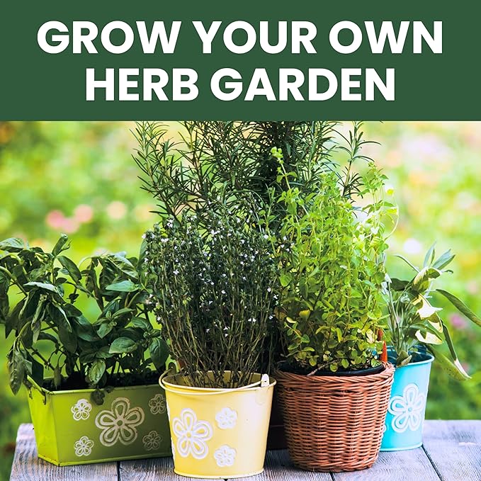 Herb Seeds | 5 Invidiual Packs | 2026 Season | Non-GMO | Basil, Dill, Spearmint, Parsley & Thyme! | for Planting Indoor & Outdoor | by Family Sown