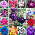 5+ Desert Rose Seeds for Planting Outdoors- Perennial Exotic Tropical Rose Flower Planting Non-GMO Heirloom