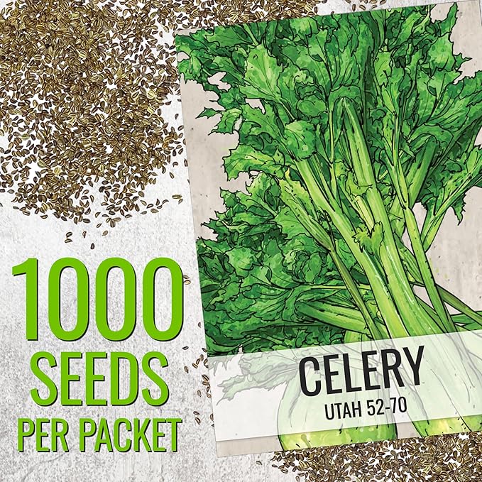 Seed Needs Celery Seeds for Planting Utah 52-70 Celery - Non-GMO, Heirloom & Untreated - Grow a Home Grown Outdoor Vegetable Garden for Fresh Produce (2 Packs (2,000 Seeds))