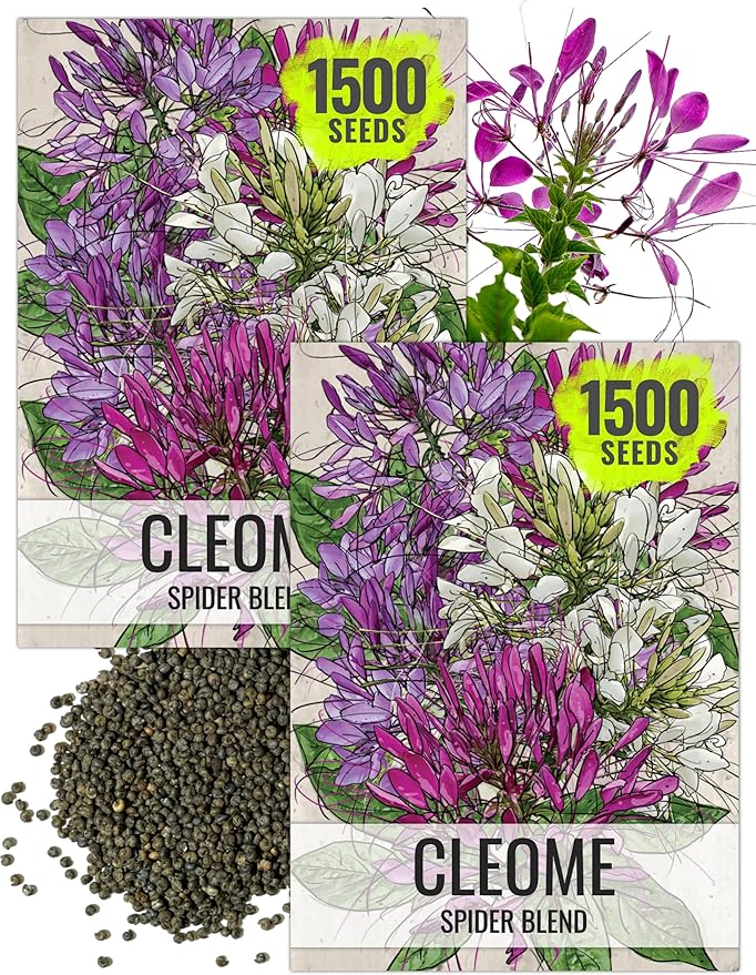 Seed Needs Cleome Seeds for Planting Spider Plants - Heirloom & Open Pollinated Wildflower Seeds to Grow a Butterfly Garden to Attract Pollinators (2 Packs)