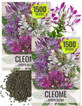 Seed Needs Cleome Seeds for Planting Spider Plants - Heirloom & Open Pollinated Wildflower Seeds to Grow a Butterfly Garden to Attract Pollinators (2 Packs)