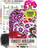 Seed Needs Sweet William Seeds for Planting Dianthus Flowers - Heirloom & Open Pollinated Annual Wildflower Seed Mix to Attract Butterflies, Bees & Other Pollinators to a Butterfly Garden (1 Pack)