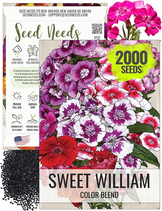 Seed Needs Sweet William Seeds for Planting Dianthus Flowers - Heirloom & Open Pollinated Annual Wildflower Seed Mix to Attract Butterflies, Bees & Other Pollinators to a Butterfly Garden (1 Pack)