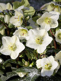 Perennial Farm Helleborus HGC® Ice N' Roses® White No. 1