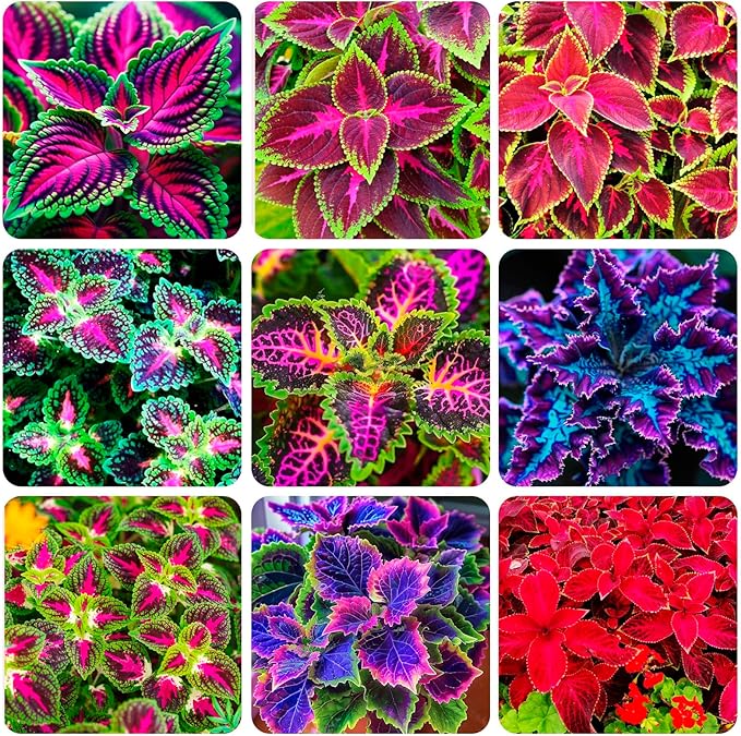 150+Coleus Rainbow Mix Seeds for Planting Outdoor-Beautiful Flower Plant in Your Home Garden Indoors or Outdoors Attractive and Colorful