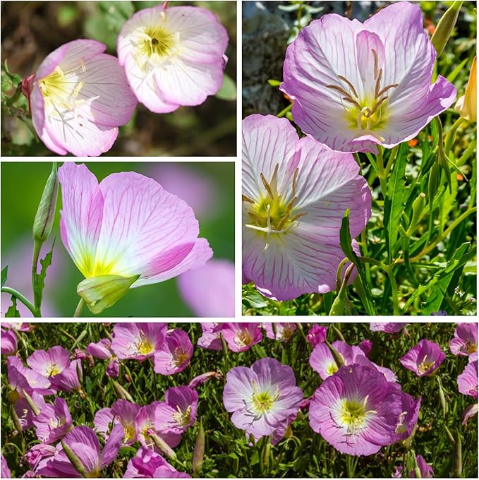 Seed Needs Showy Evening Primrose Seeds for Planting - Heirloom & Open Pollinated Perennial Flower Seed to Plant a Butterfly Garden (2 Packs)