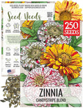Seed Needs Zinnia Seeds for Planting Candystripe Zinnias - Heirloom & Open Pollinated Annual Cut Flowers - Perfect to Attract Pollinators to a Butterfly Garden (1 Pack)