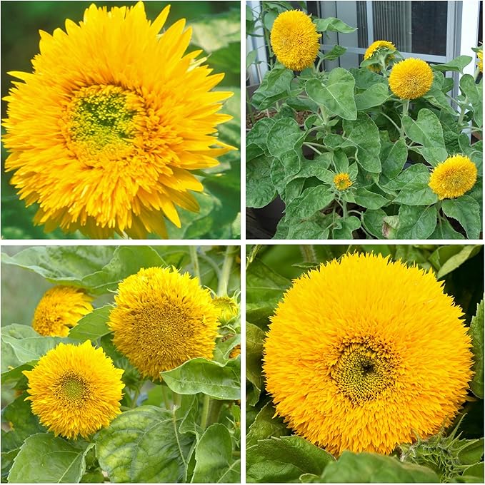 Seed Needs Sunflower Seeds for Planting Dwarf Teddy/Dwarf Sungold Sunflowers - Heirloom & Open Pollinated Flower Seed to Plant a Butterfly Garden (1 Pack)