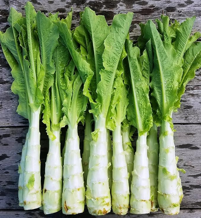 Seeds Asparagus Lettuce Uysun for Salad Non GMO Vegetable for Planting 1000 Seeds