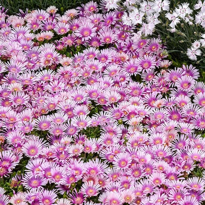 6000+ Mix Ice Plant Seeds for Planting - Non GMO & Heirloom Carpet Ground Cover Flower Seeds Garden Outdoor