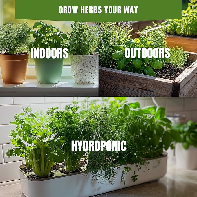 Fall & Winter Oregano Seeds for Indoor & Outdoor Planting – 400+ Non-GMO Heirloom USA-Grown Fragrant Culinary Herb for Cooking & Tea with High Germination (Origanum vulgare)
