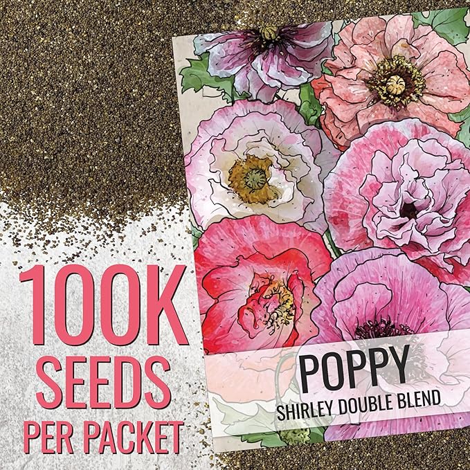 Seed Needs Shirley Mixed Poppy Seeds for Planting Double Mixture | 100,000+ Heirloom Seeds Papaver Rhoeas Open Pollinated | Bulk Package Double Mixture Blend Annual Flowering Seed
