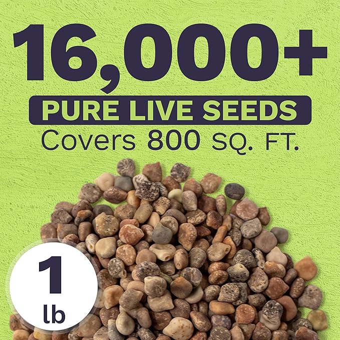 Bulk Texas Bluebonnet Wildflower Seeds - 1 Pound Bag - Over 16,000 Native Seeds - Texas State Flower!