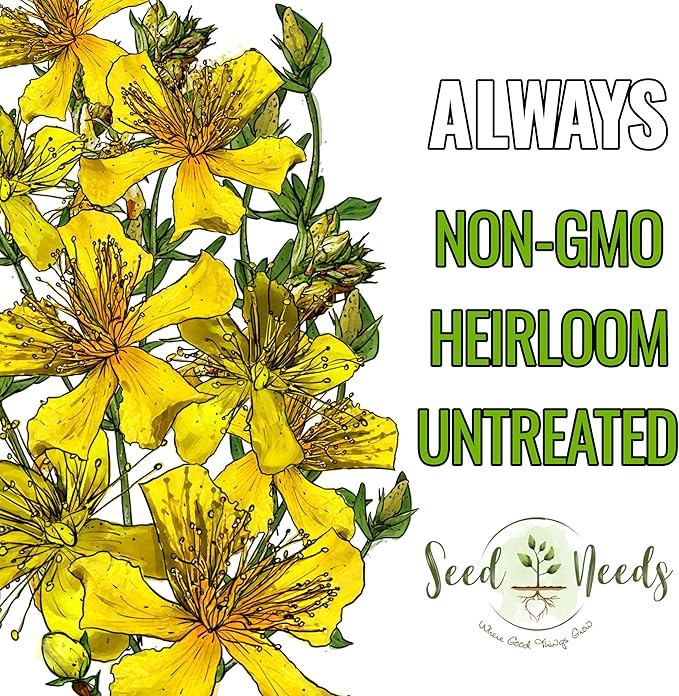 Seed Needs St. Johns Wort Seeds for Planting - Non-GMO Heirloom & Untreated Medicinal Herb Seed to Plant a Home Grown Outdoor or Indoor Garden (2 Packs)