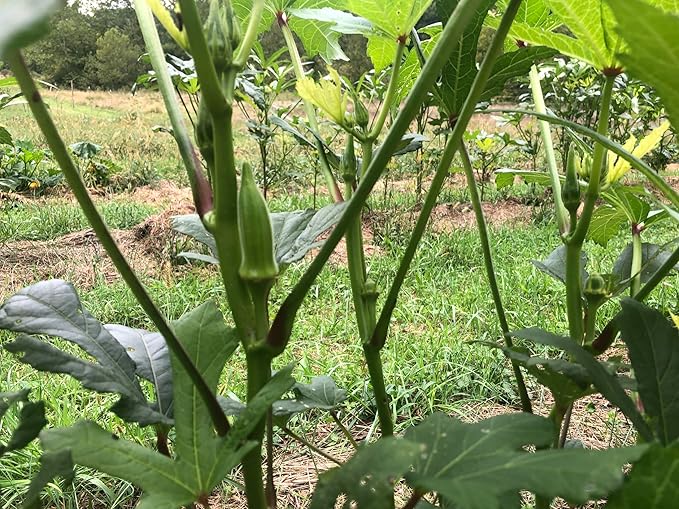Organic Clemson Spineless Okra (Abelmoschus esculentus) 250 Seeds (25 Grams) - Common Ivy, Gobbo, Gumbo, Ivy Gum Plant, Ladies' Fingers, Ochro, Okra, Okro by Smoke Camp Crafts