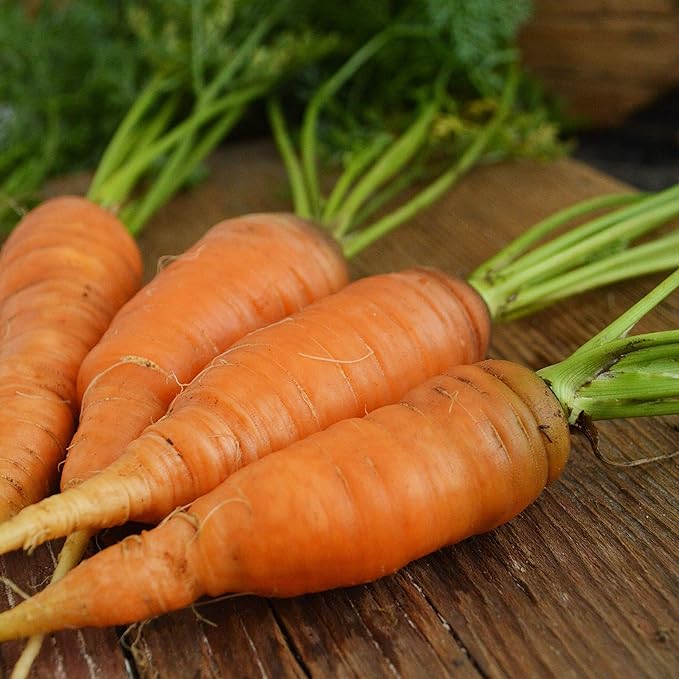 Danvers Carrot - 150 Seeds - Heirloom & Open-Pollinated Variety, Non-GMO Vegetable Seeds for Planting Outdoors in The Home Garden, Thresh Seed Company
