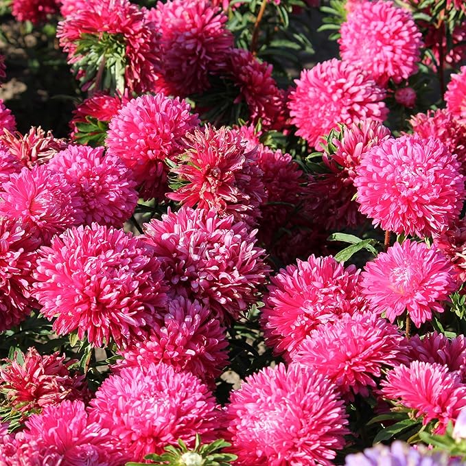 Outsidepride Gremlin Aster Seeds - 1000 Pcs. Annual, Hardy & Pollinator Friendly Flower Seeds for Planting Vibrant Dark Rose Blooms and Oval-Shaped Leaves, Great for Meadows & Aesthetic Gardens