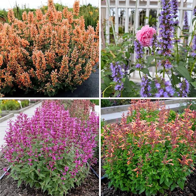 Mixrug Lavender Giant Hyssop Seeds for Planting, 100+pcs Rare Perennial Anise Hyssop Flower Seeds Plants, Non-GMO Heirloom Open Pollinated Beauty Home Garden for Outdoors