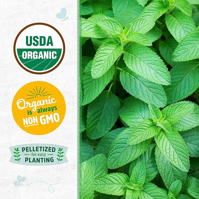 Back to The Roots 100% Organic Seed Packet - Spearmint