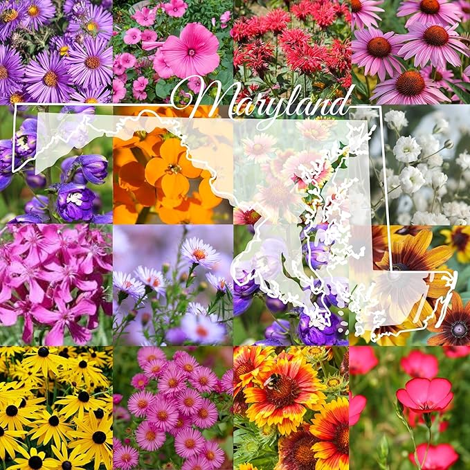 Maryland Bulk Perennial Wildflower Seed Mix 1lb Covers 2,000sq-ft - Attract Pollinators, Multi-Color Blooms - Northeast US Species Plant in Spring/Fall - Earth-Friendly Packaging (1 Pound)