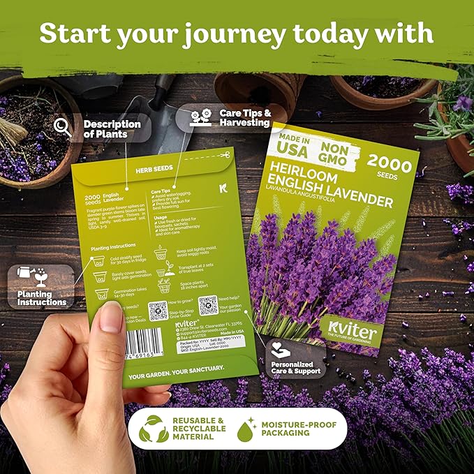 KVITER 2000 English Lavender Seeds for Planting Outdoor & Indoor (Lavandula angustifolia) – True Lavender Flowers, Heirloom Perennial, Non-GMO – Organic Herb Seeds for Outdoor Garden, Flower Beds
