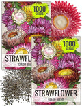 Seed Needs Strawflower Seeds for Planting - Heirloom & Open Pollinated Annual Flower Seed - Grow a Colorful Mix of Wildflowers for a Butterfly Garden, Bouquets & Floral Arrangements (2 Packs)