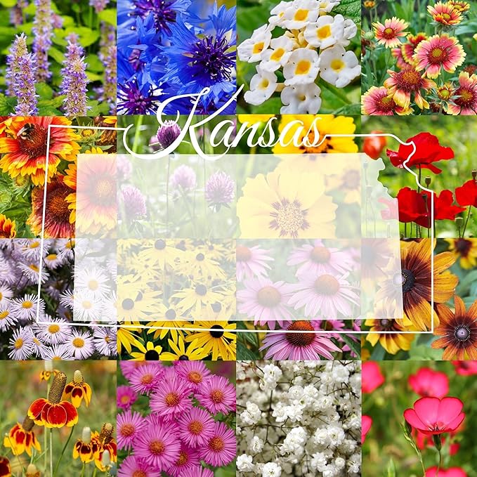 Eastern Kansas Bulk Wildflower Seed Mix 1lb for 2,000sq-ft - Attract Pollinators, Multi-Color Blooms - Midwest Species Plant in Spring/Fall, Earth-Friendly Packaging (1/4 Pound)