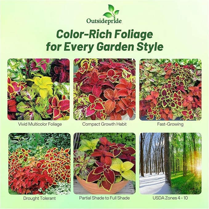 Outsidepride Wizard Mix Coleus Seeds for Planting - 200 Pcs Annual, Compact, & Easy to Grow, Flower Seeds with Serrated Foliage, Ideal for Shaded Areas, Containers, Borders, & Gardens
