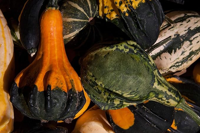 Ornamental Pumpkin Mix Seeds Giant Heirloom Vegetable for Planting Decorative Unique Non GMO 10 Seeds