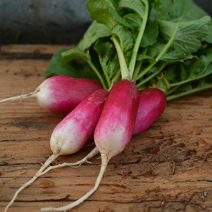 French Breakfast Radish - 150 Seeds - Heirloom & Open-Pollinated Variety, Easy-to-Grow & Fast-Growing, Non-GMO Vegetable Seeds for Planting Indoors or Outdoors in The Home Garden, Thresh Seed Company