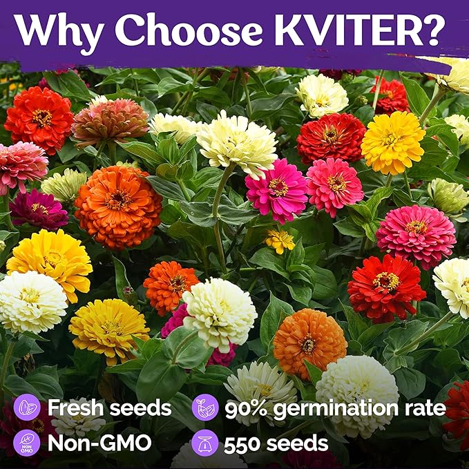 KVITER 550 Cut and Come Again Zinnia Seeds for 2025 (Zinnia elegans) — Pumila Double Blooms Zinnia Mix, Heirloom & Non GMO — Ideal Cut Flower Seeds for Planting in Garden, Containers, Cutting Beds