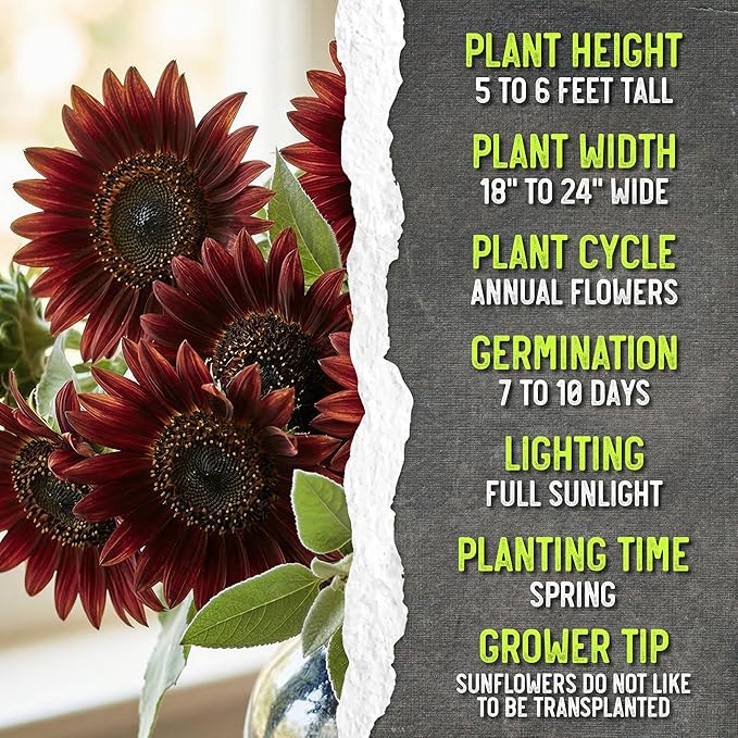 Seed Needs Sunflower Seeds for Planting Red Sun Sunflowers - Heirloom & Open Pollinated Annual Flowering Plants to Grow a Butterfly Garden to Attract Pollinators (2 Packs)