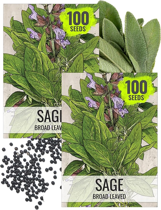 Seed Needs Sage Seeds for Planting Broad Leaved Herbs - Non-GMO Heirloom & Untreated Culinary Herb Seed to Plant a Home Grown Garden Indoors or Outdoors (2 Packs)