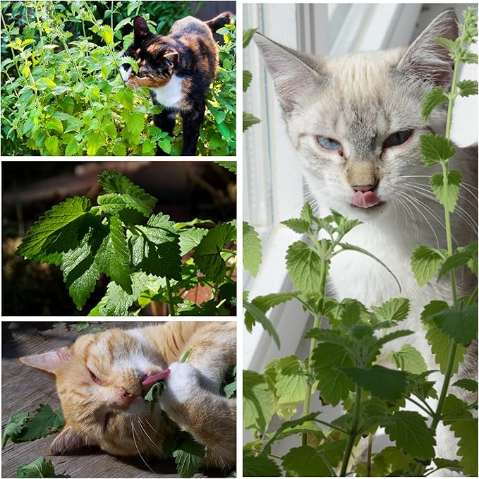 Seed Needs, Catnip Seeds for Cats - 600 Heirloom Seeds for Planting Nepeta cataria - Perennial Flowering Herb for Indoor Growing Non-GMO & Untreated (5 Packs)