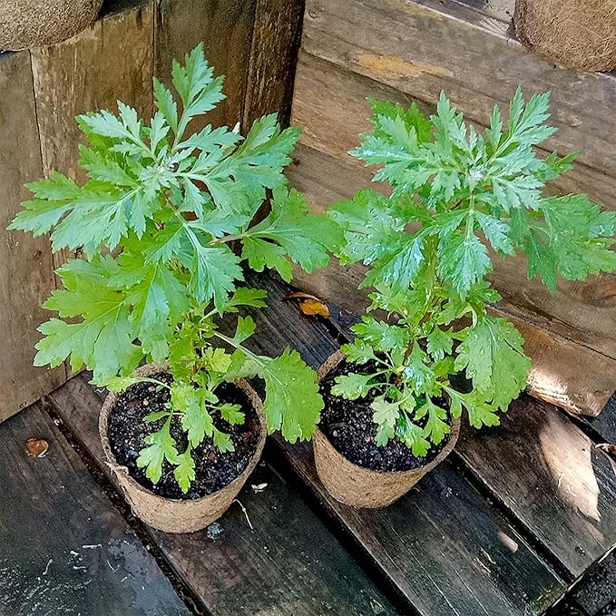QAUZUY GARDEN 100 Mugwort Seeds (Artemisia Vulgaris) Wild Riverside Wormwood | Premium Organic Non-GMO Heirloom Herb Seeds | Fragrant & Attract Pollinators