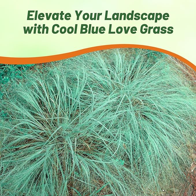 Outsidepride 500 Seeds Perennial Eragrostis Elliotii Blue Eros Ornamental Love Grass Seed for Planting