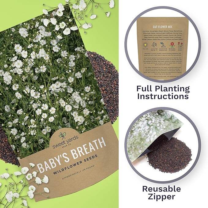 Showy Baby's Breath Seeds – Bulk Quarter Pound Bag – Over 80,000 Open Pollinated Non-GMO Wildflower Seeds – Gypsophila elegans – Quick Blooming White Flowers