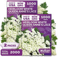 KVITER 2000 White Queen Anne's Lace Seeds (Ammi Majus), 2 Pack – Bishop Flower, Heirloom, Non GMO & Organic Wildflower, False Queen Annes Lace, Pollinator-Friendly Flower Seeds to Plant Outside Garden