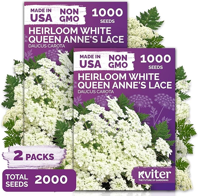 KVITER 2000 White Queen Anne's Lace Seeds (Ammi Majus), 2 Pack – Bishop Flower, Heirloom, Non GMO & Organic Wildflower, False Queen Annes Lace, Pollinator-Friendly Flower Seeds to Plant Outside Garden