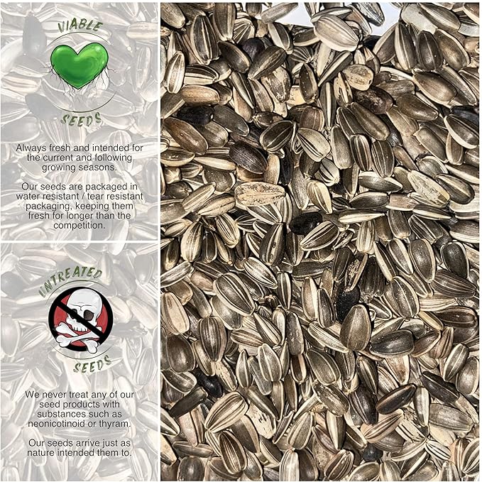 Seed Needs Sunflower Seeds for Planting Dwarf Sunspot Sunflowers - Heirloom & Open Pollinated Annual Cut Flower Seed to Plant 2 Foot Tall Sun Flowers (1 Pack)