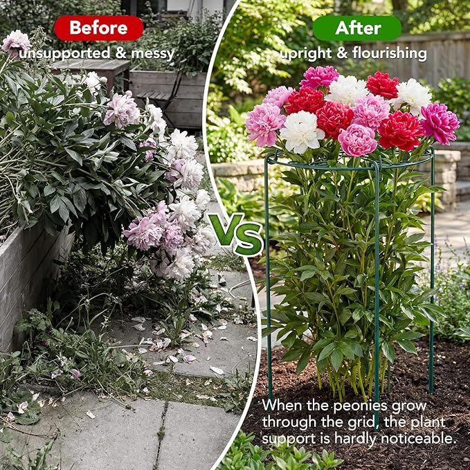 6 Pack 16 x 30 Inch Peony Cages and Supports, 16" D x 30" H Grow Through Plant Support Grid Brace for Outdoor Plants Flower, Metal Peony Stake Peony Ring Hoops Frame Support for Rose Tomato Vegetables