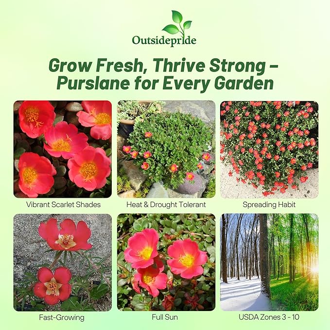 Outsidepride Scarlet Purslane Seeds for Planting - 100 Pcs Annual, Easy to Grow, Vitamin-Rich & Drought Tolerant Succulent Seeds for Culinary, Xeriscaping, Containers & Hanging Baskets