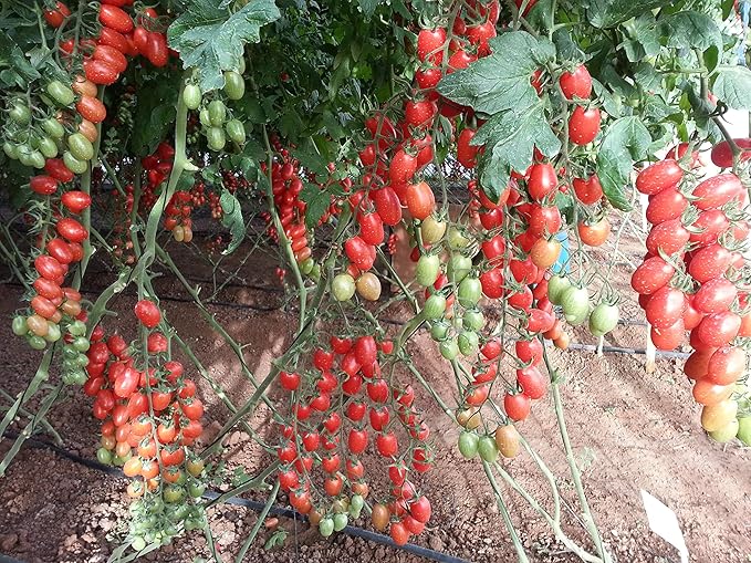 SeedsUP - 50+ Seeds Vine Tomato - Vegetable Red