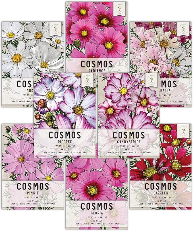 Seed Needs, Cosmos Seed Packet Variety Pack Collection (8 Individual Cosmos Wildflowers for Planting) Heirloom & Open Pollinated